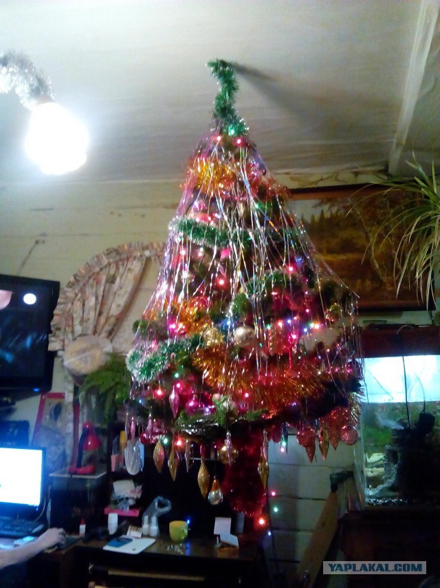 Котовторник 20.12.2016