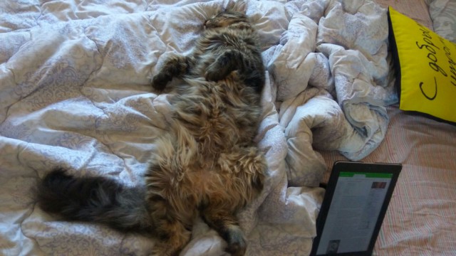 Котовторник 10.01.2017