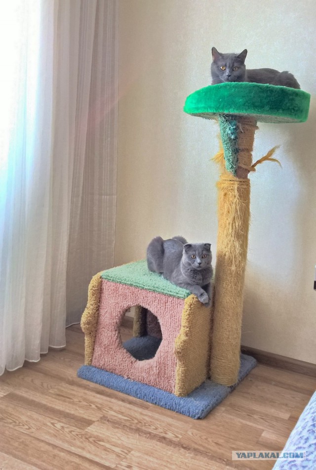 19 шикарных кошек, которые стоят целое состояние