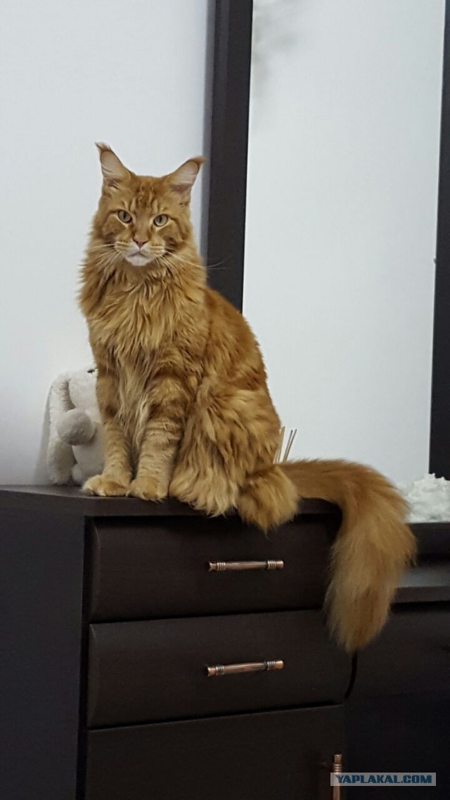 Котя ворону увидал