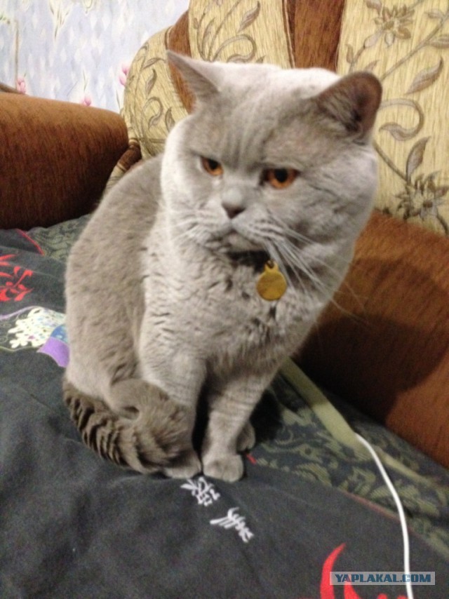 Котовторник 28.02.2017