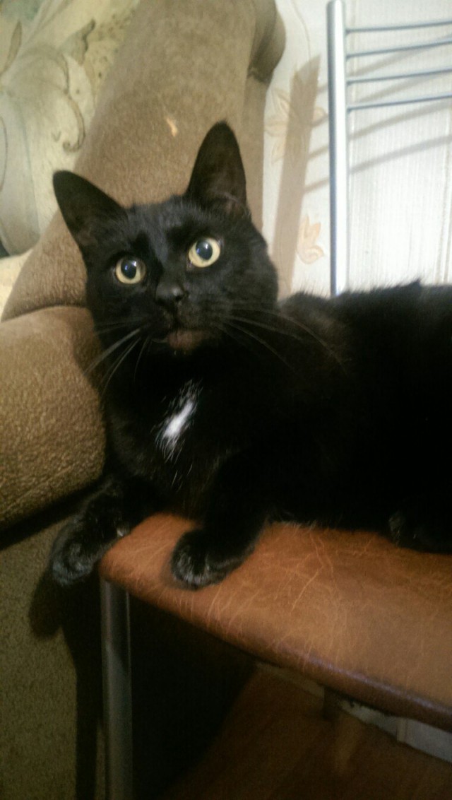Коты и Кошки