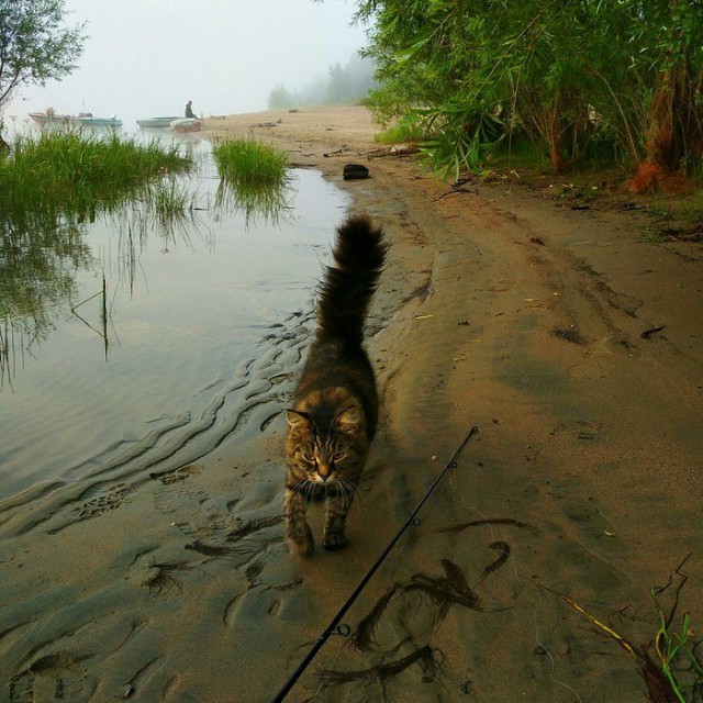Коты и Кошки