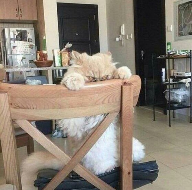 Коты и Кошки