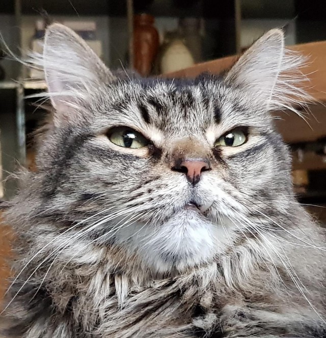 Коты и Кошки