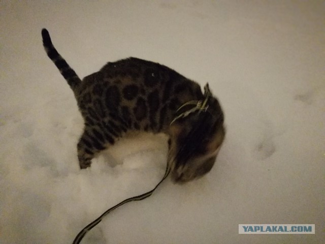 Котовторник  23.01.2018