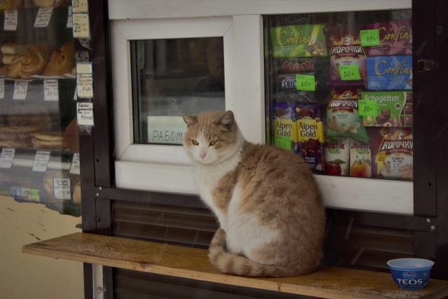 Котовторник  23.01.2018
