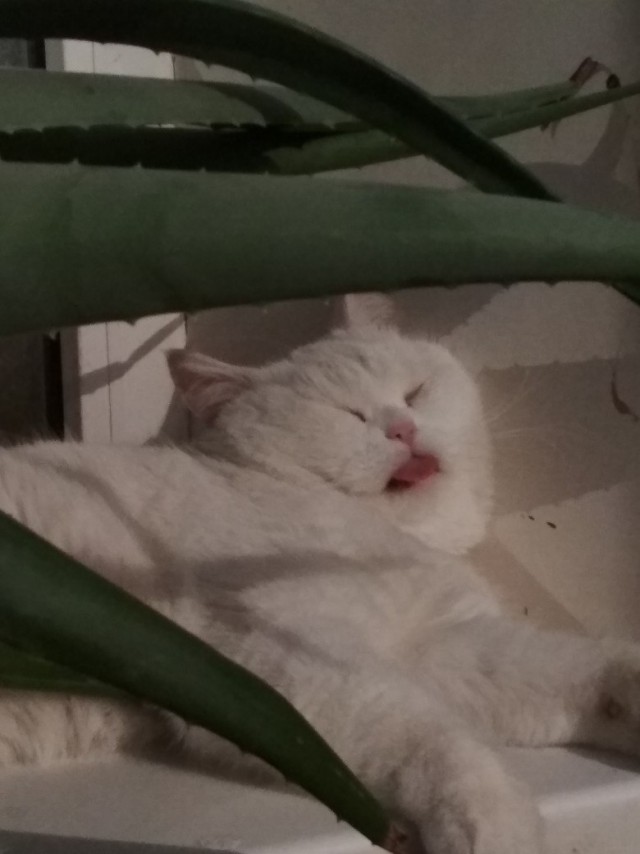 Неадекватные коты