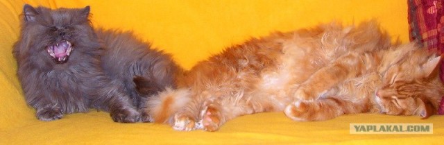 УРРААА ! Котовторник на ЯПлакалъ !