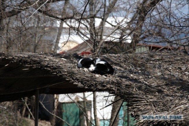 Котовторник на 07.04.2009