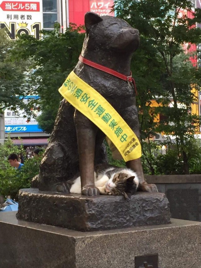 Прикольных котов пост