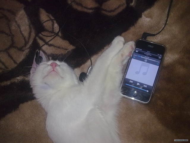Котовторник!