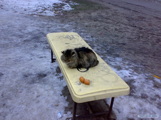 Котовторник начался