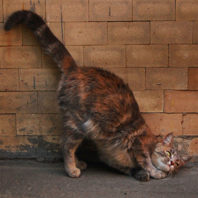 Котовторник стартует