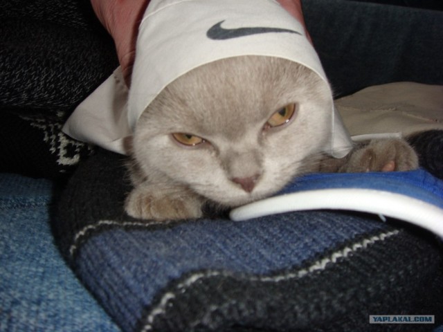 Начинаем котовторник!