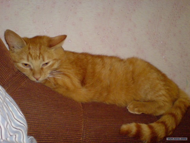 Котовторник с Кузей