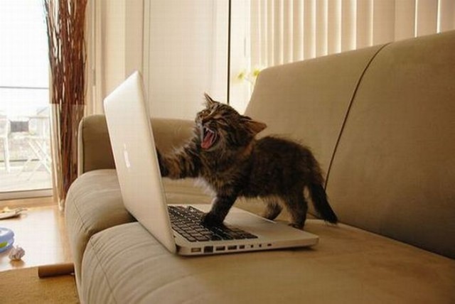 Котовторник!