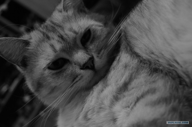 Котовторник 24.04.2012