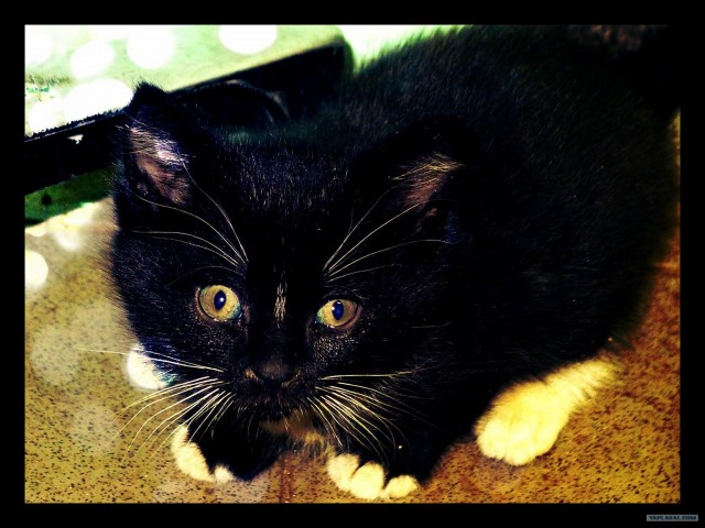 Котовторник (15.05.2012)