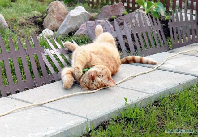 Котовторник  17.07.2012