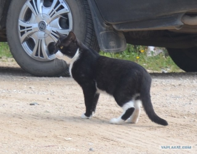 Котовторник 31.07.2012 г.