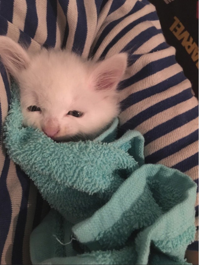 Немного милоты