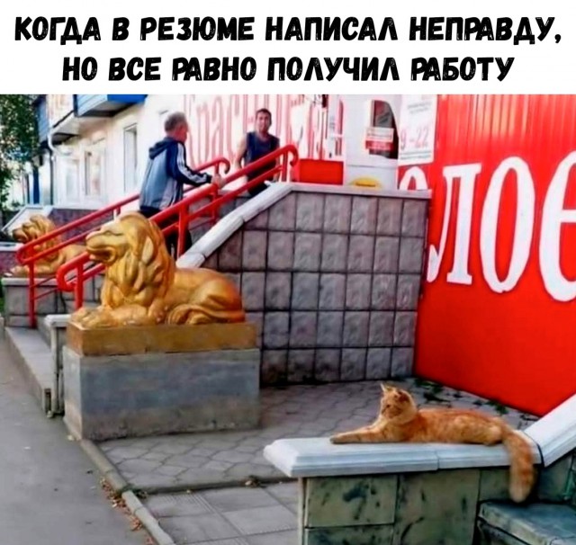 Когда кот проводит время лучше чем ты