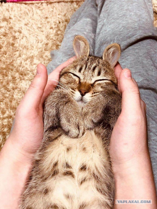 Котовторник 29.01.2019!