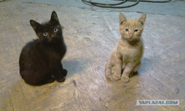 Котовторник 29.01.2013