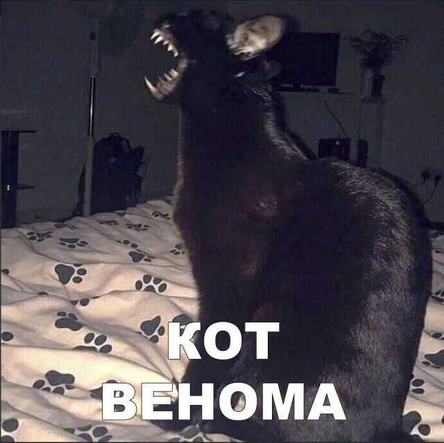 Забавные фото котеек