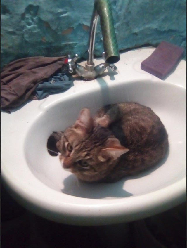 Забавные фото котеек