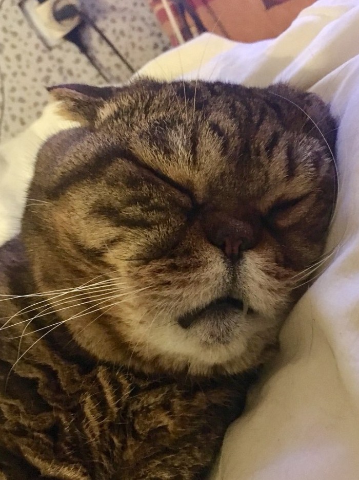 Котобелочка