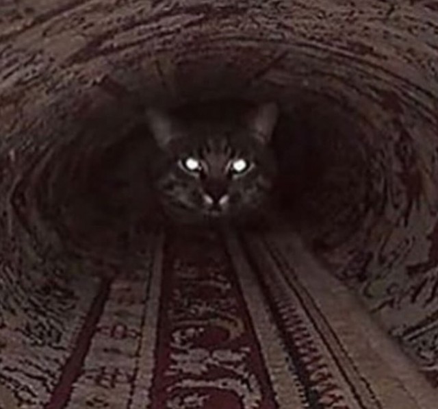 Забавные фото котеек