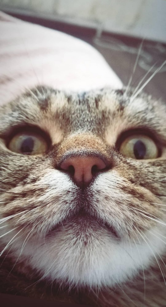 Начнем котоФторник?