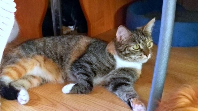 Забавные картинки с котами из сети