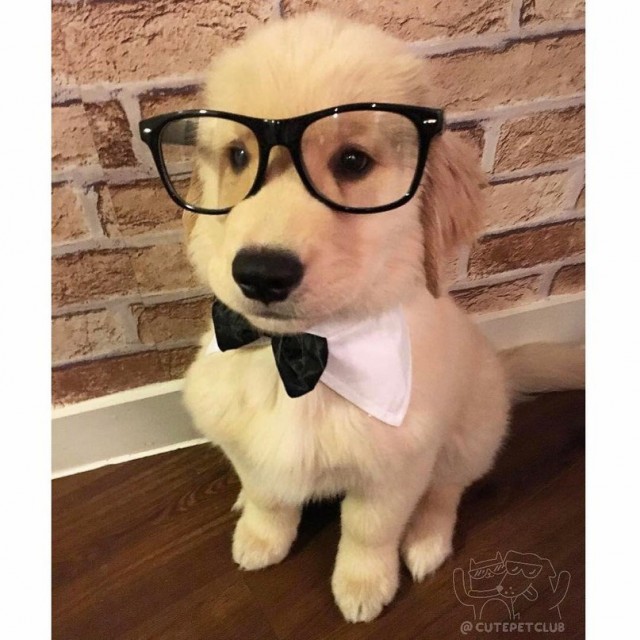 Эти забавные животные
