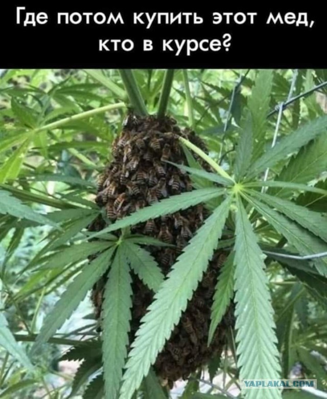 Борщевик Сосновского: откуда он взялся и как с ним бороться