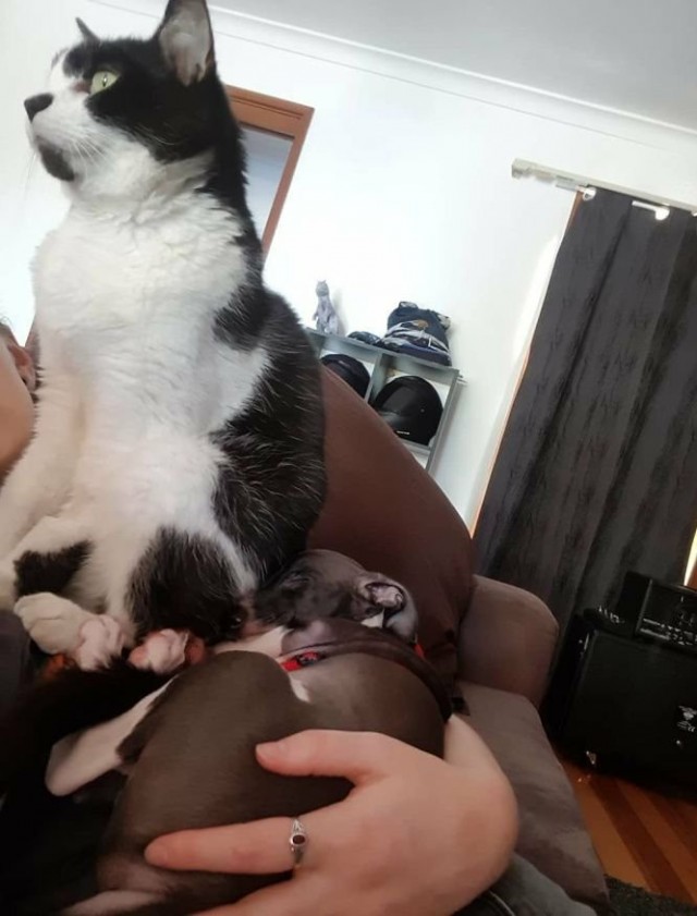 Ужасное противостояние
