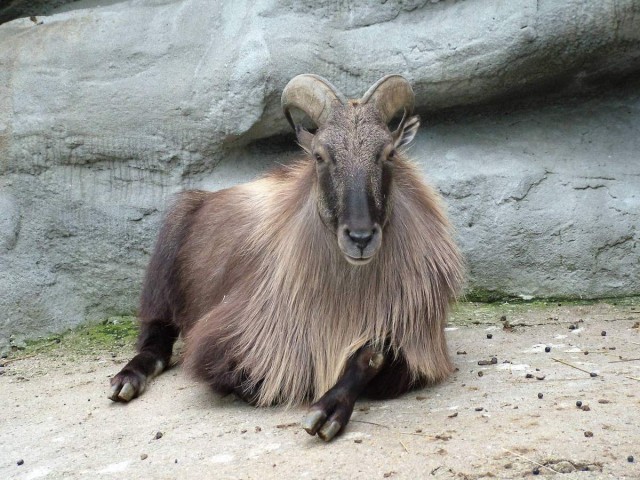 Подборка забавной живности