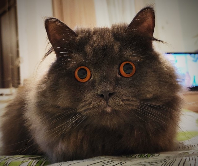 Котовторник. Добавляйте своих