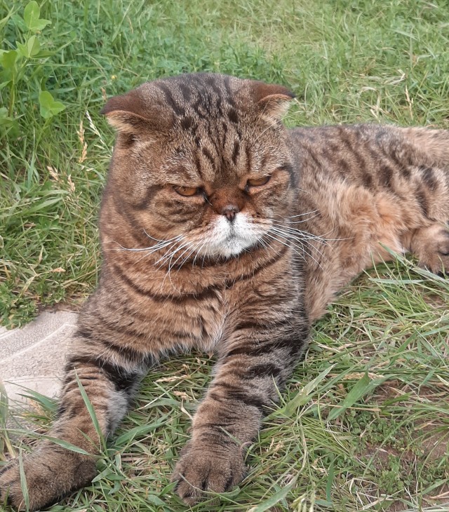 Крестный котец