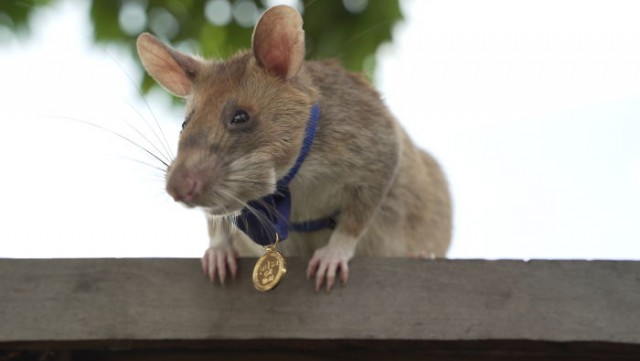 В Камбодже крысу-сапёра отправили на пенсию. За пять лет грызун нашёл 71 мину