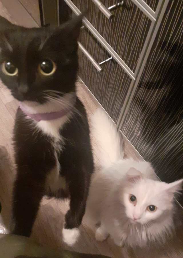 Хоба! Котовторник!