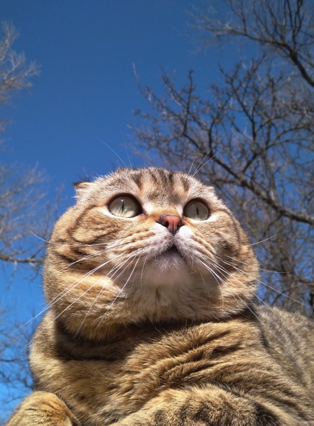 Откуда такие олени берутся?