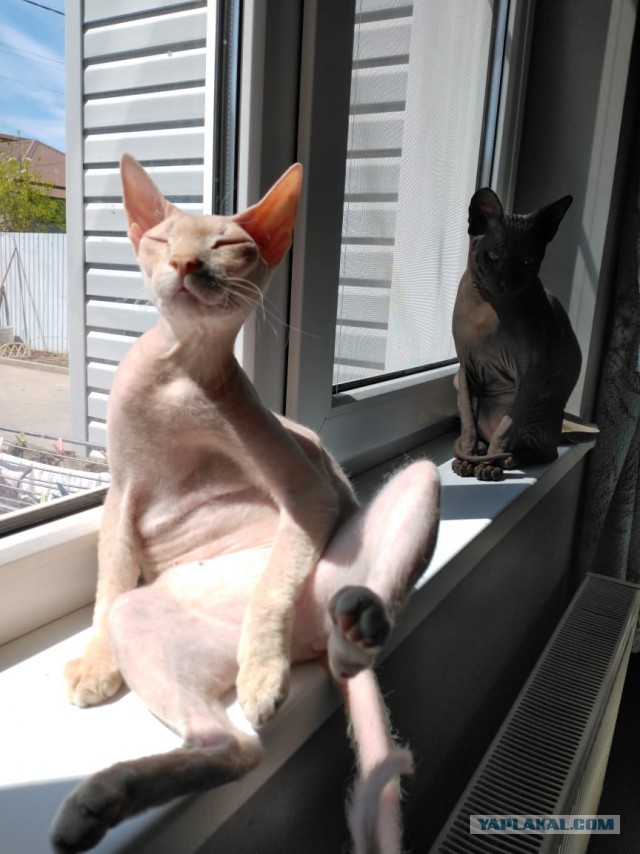 Погнали! С котовторником, други!