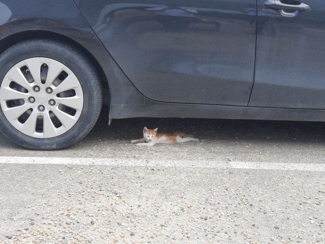 Дурному котёнку 22 км не крюк