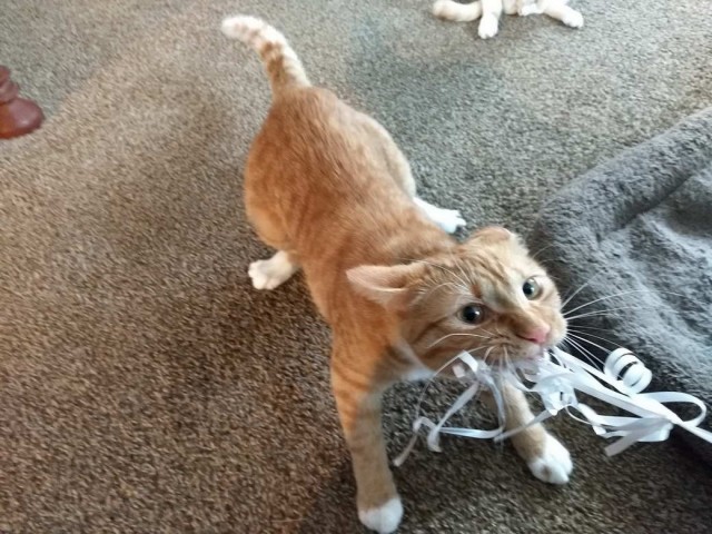 Разные котики