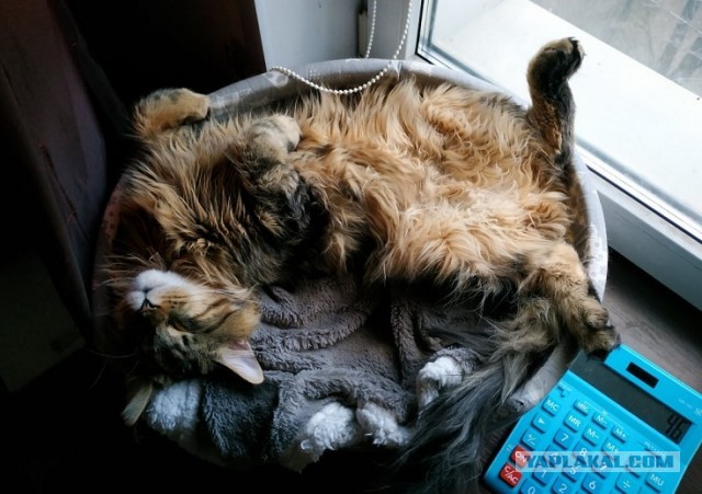 Вы, что спите? Вставайте, котовторник же!