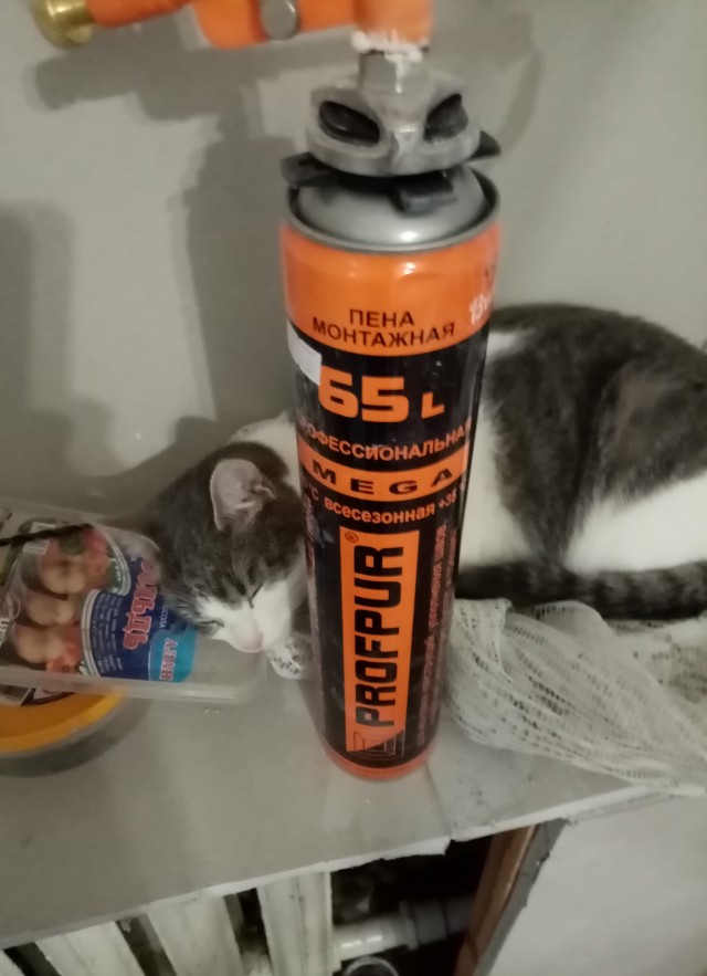 Котовторнику посвящается