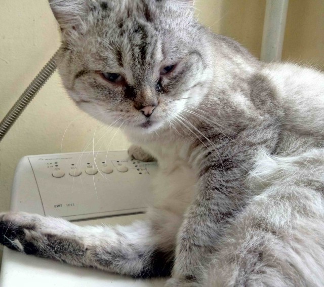 Котовторнику посвящается